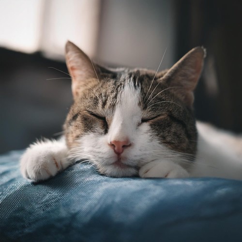 Música De Guitarra Relajante: Melodías Suaves Para Gatos