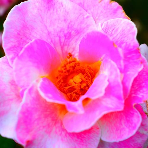 AD ASTRA PER ASPERA (Explicit)