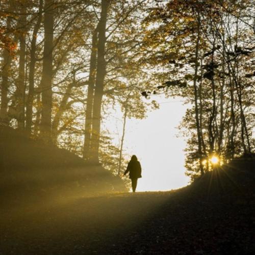MORNING WALK