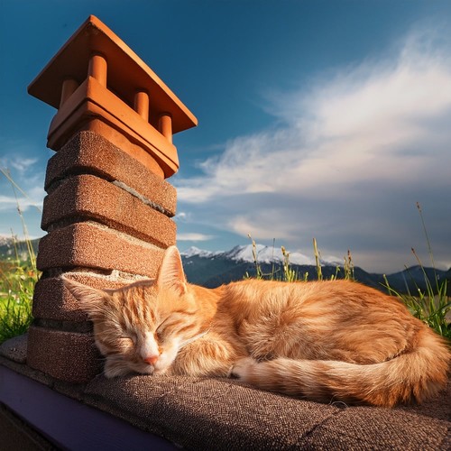 Music For Pets And The Comfort Of Home