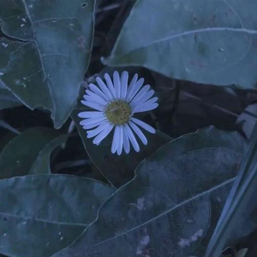 抖音网红歌曲合集