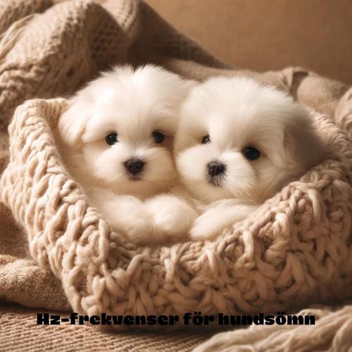 Hz-frekvenser för hundsömn: Solfeggio för husdjur: Avslappning av hundar, avspänning för husdjur