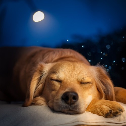 Sueño En Paz: Hip Hop Relajante Para Mascotas