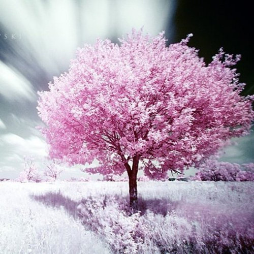 众星桃子 - 白狐陶笛版