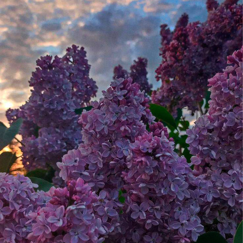 Память (Explicit)