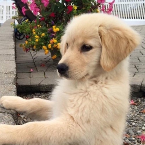 Rocket Puppies (feat. 15)