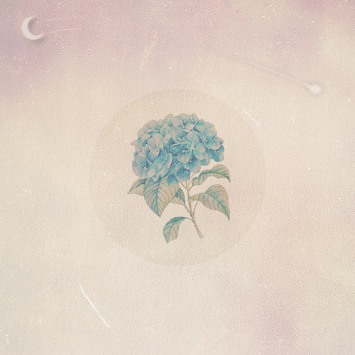 夜の紫陽花 (feat. Fei_)