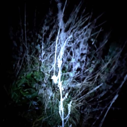 SLKBLKH FREESTYLE (Explicit)