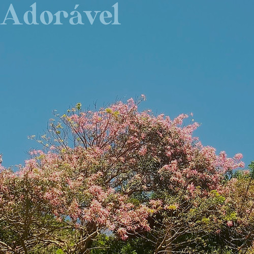 Adorável (Explicit)