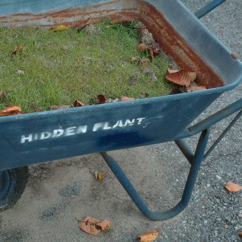 hidden plant