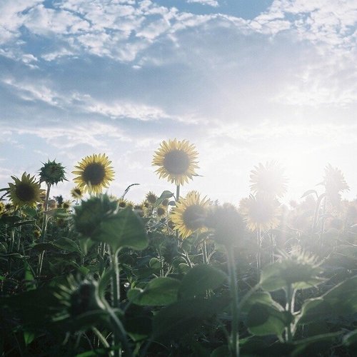 Daydream
