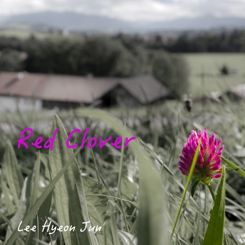 Red Clover