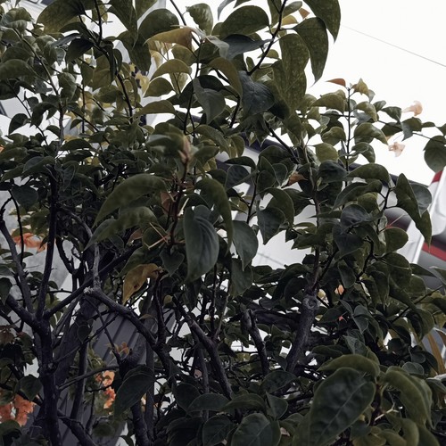 Cinta ini sangat istimewa