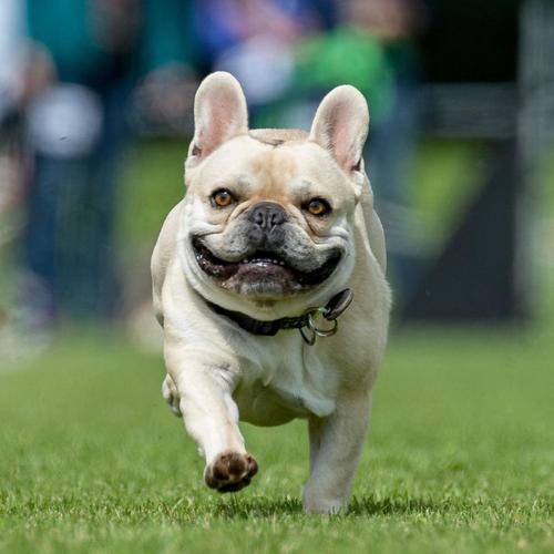 Grand Chien