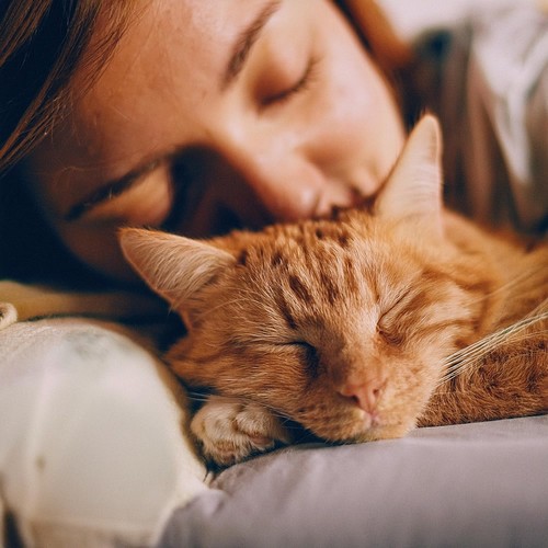 Melodías Suaves Para La Serenidad De Los Gatos