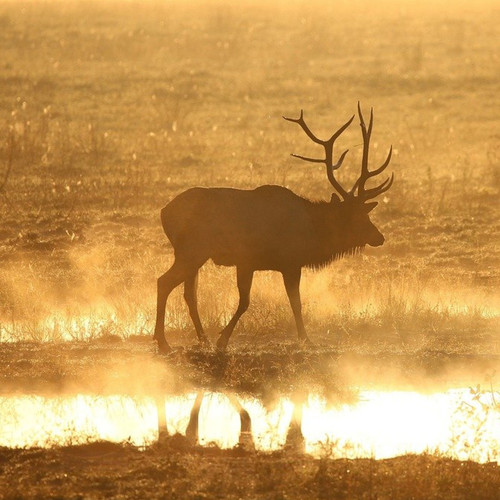 Elk Sounds
