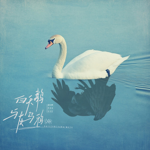 白天鹅与灰乌鸦