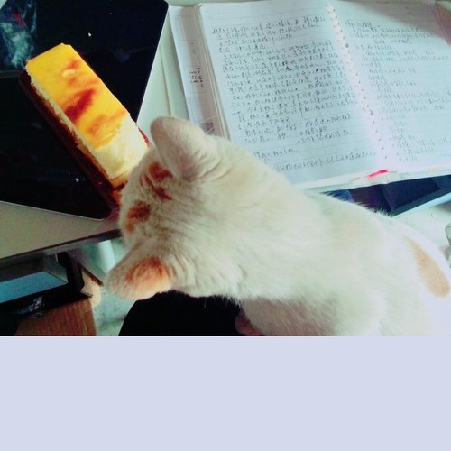 给王俊凯的填词翻唱[持续更新]