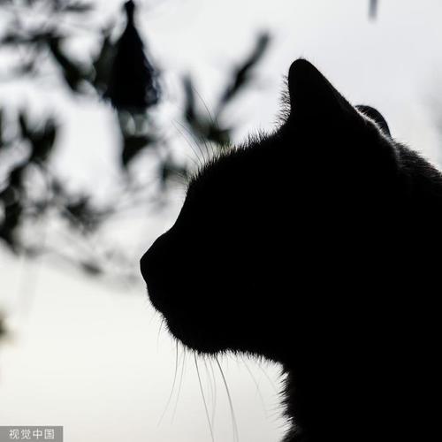 回到过去变成猫