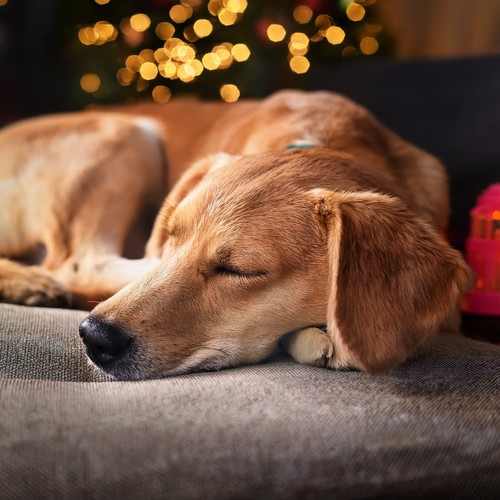 Sonidos Reconfortantes Para Calmar A Tu Perro