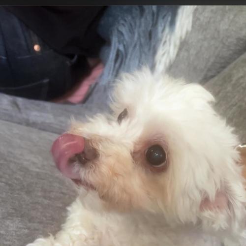 Bentey's Bump (feat. Bentley)