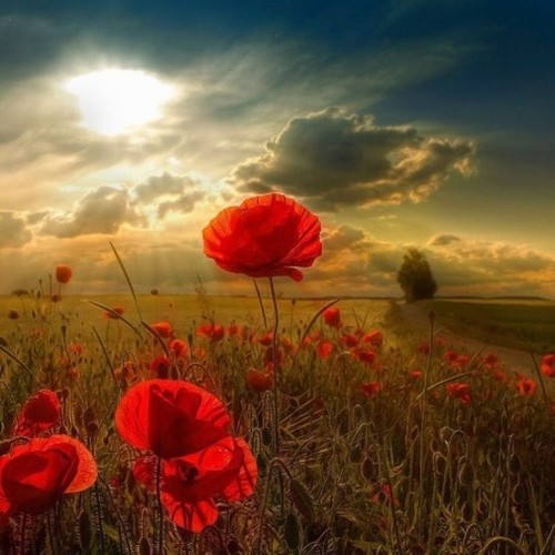 西子国乐●流行音乐经典Ⅱ