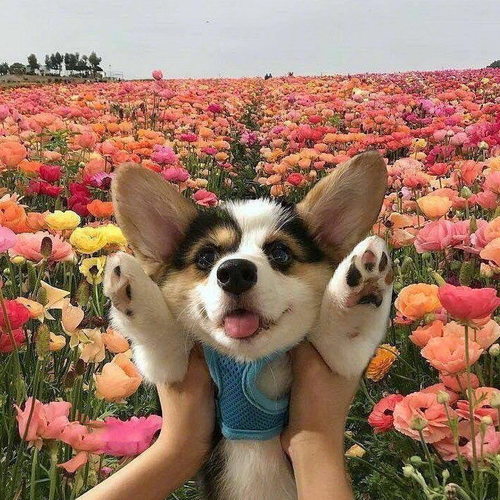 我爱热歌，咻咪~