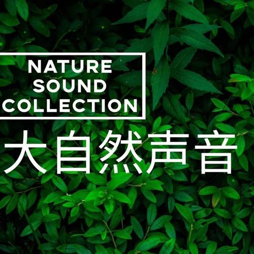 白噪音 | 沉浸式享受大自然的音律