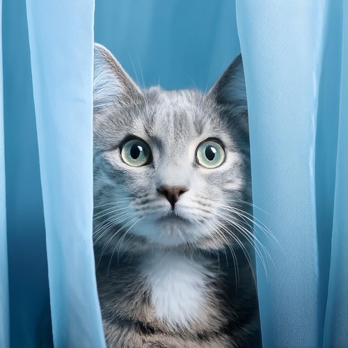 Calma Nocturna: Ritmos De Hip Hop Para Mascotas