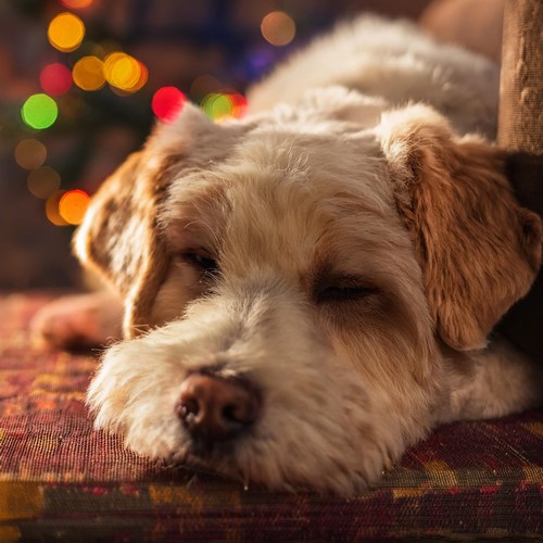 Música De Guitarra Para Perros: Rasgueos Calmantes Y Armonía