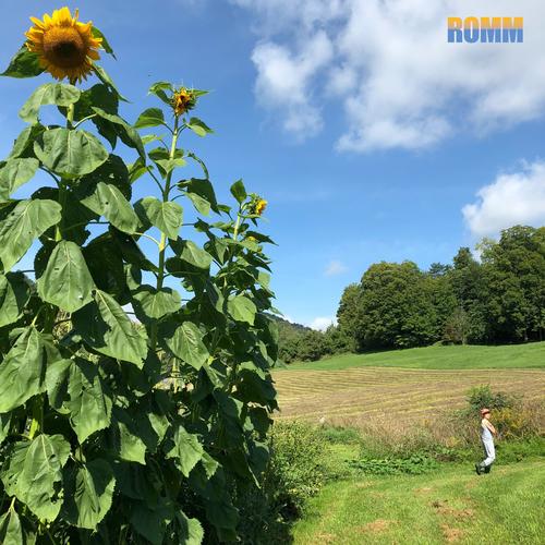 Sunflower Fields