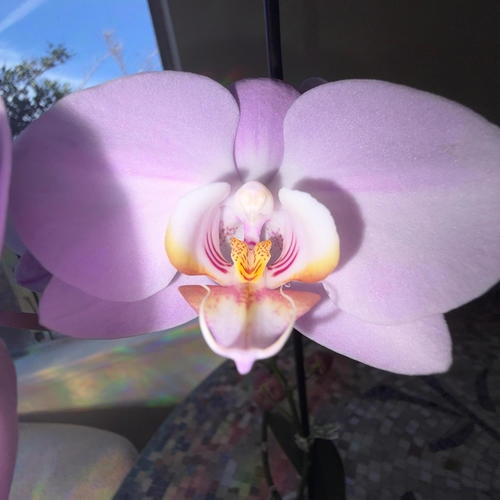 Love Letters (Explicit)