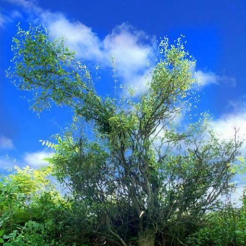 一缕茶香一世缘1