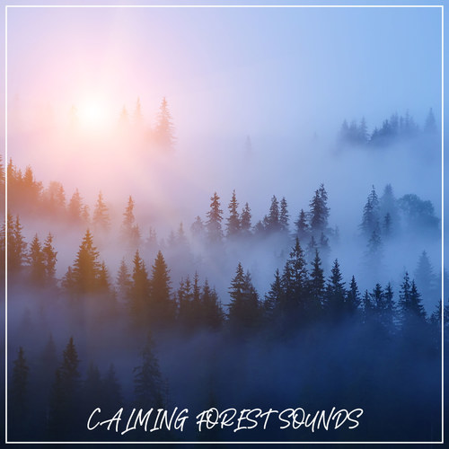 Calming Forest Sounds
