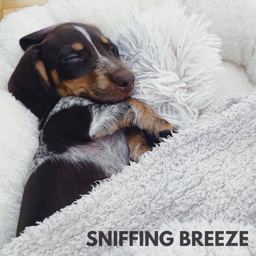 Sniffing Breeze