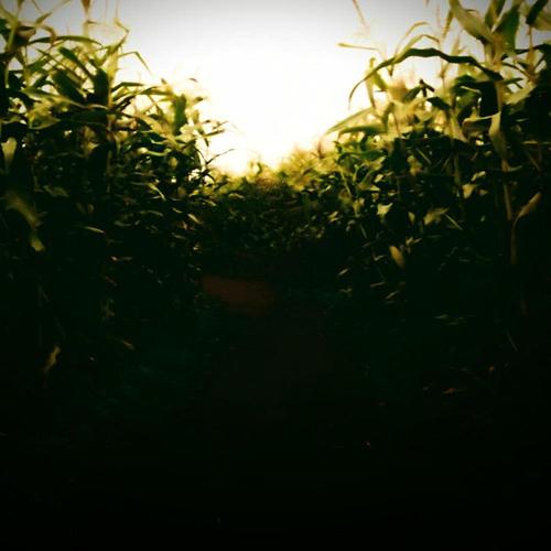 corn (Explicit)