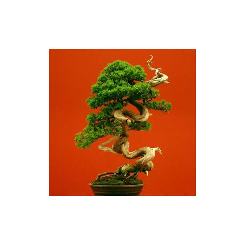 Bonsai