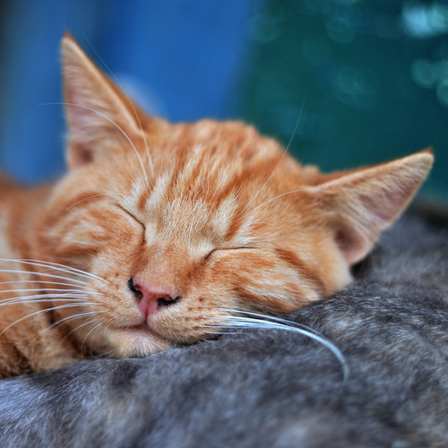 40 Powerful Deep Sleep Tracks for Instant Relaxation