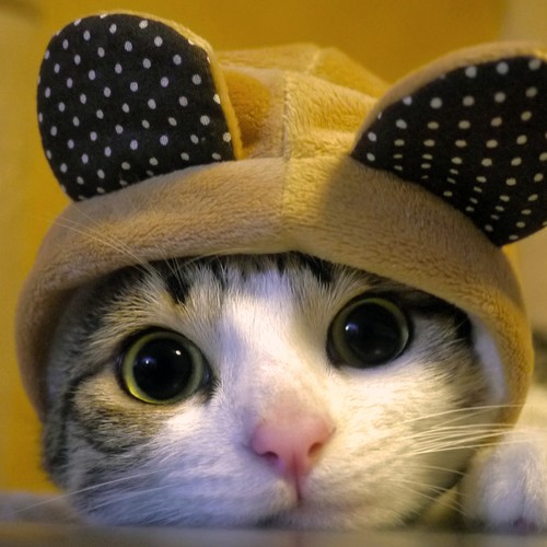 everything (Explicit)