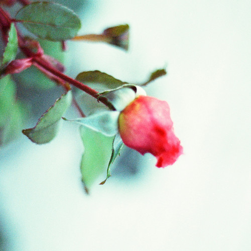 The Beautiful Smell Of Roses