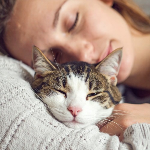 Música Orquestal Para La Hora De Dormir De Los Gatos