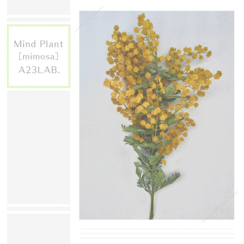 Mind Plant［mimosa］