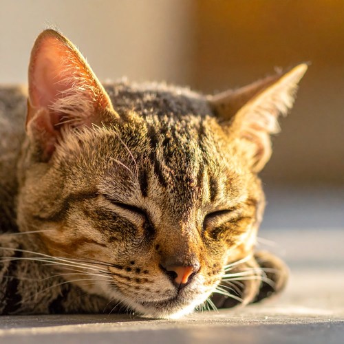 Momentos Tranquilos Para Gatos Con Tonos Lofi