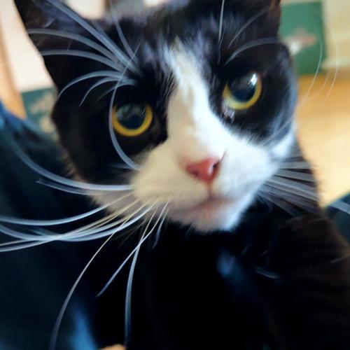 Death With No Halo (feat. KEZURA, Wülf Boi, Rhyce Records, Jaxks Veil, Thrizzy & BLVCKOUT)