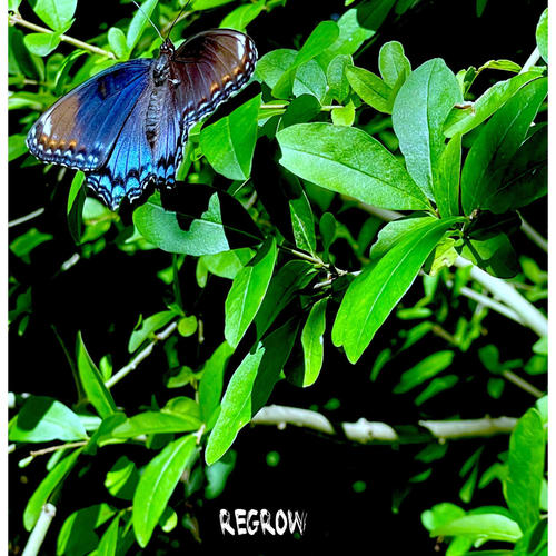 Regrow