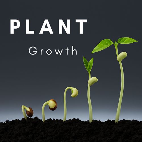 Plant Growth