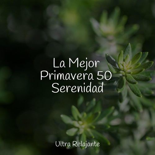 La Mejor Primavera 50 Serenidad