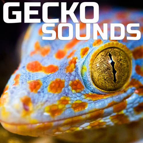 Gecko Sounds