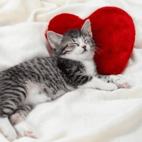 tell me u hate me :3 (feat. neevah) [Explicit]