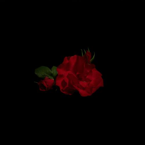 Dark Swan (feat. Red Luna)